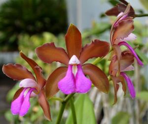 Cattleya bicolor subsp. brasiliensis
