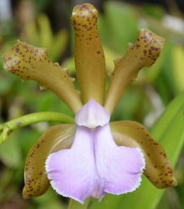 Cattleya bicolor