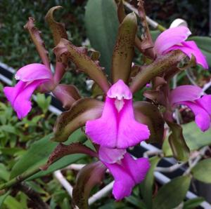 Cattleya bicolor