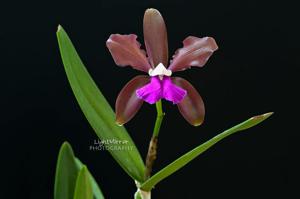 Cattleya bicolor