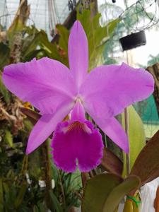 Cattleya labiata