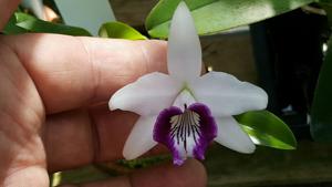 Cattleya bicalhoi