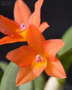 Cattleya cernua