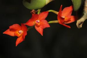 Cattleya cernua