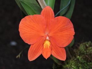 Cattleya coccinea