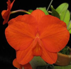 Cattleya coccinea