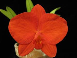 Cattleya coccinea