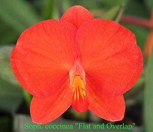 Cattleya coccinea