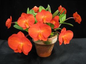 Cattleya coccinea