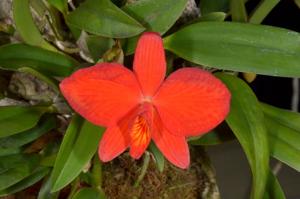 Cattleya coccinea