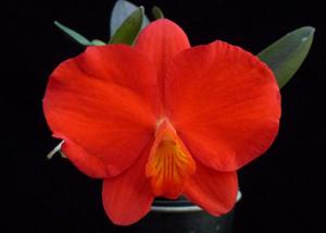 Cattleya coccinea