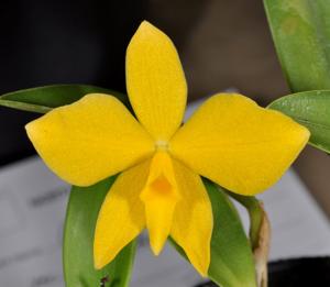 Cattleya coccinea