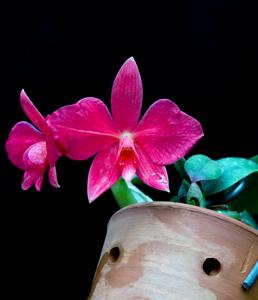 Cattleya coccinea