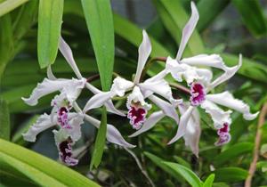 Cattleya crispa