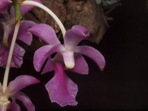 Aerides crassifolia