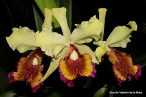 Cattleya dowiana var. aurea