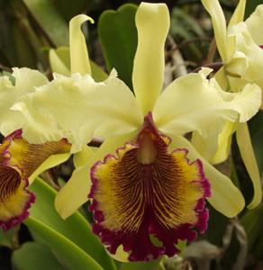 Cattleya dowiana var. aurea