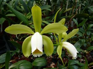 Cattleya forbesii