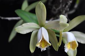 Cattleya forbesii