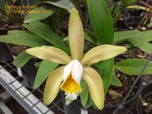 Cattleya forbesii