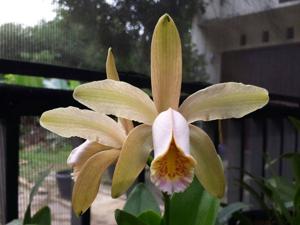 Cattleya forbesii