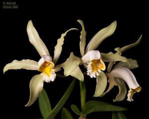 Cattleya forbesii