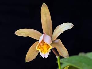 Cattleya forbesii