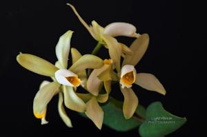 Cattleya forbesii