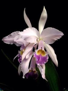 Cattleya gaskelliana