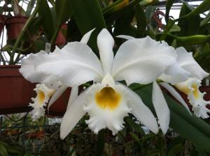 Cattleya gaskelliana