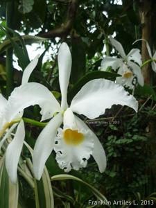 Cattleya gaskelliana