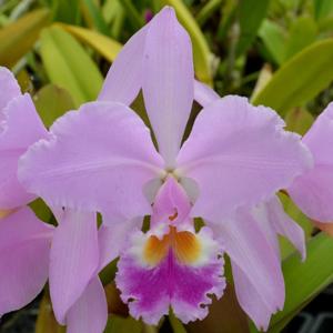 Cattleya gaskelliana