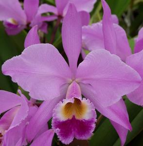 Cattleya gaskelliana