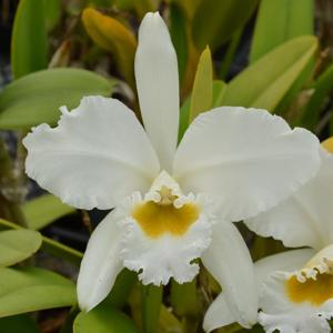 Cattleya gaskelliana