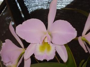 Cattleya gaskelliana