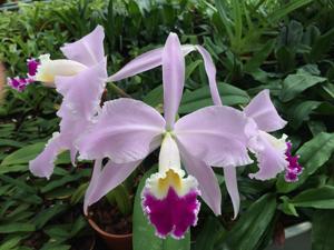 Cattleya gaskelliana