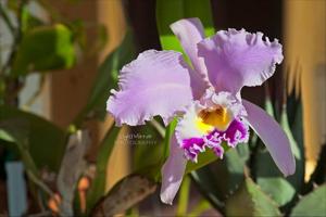 Cattleya gaskelliana