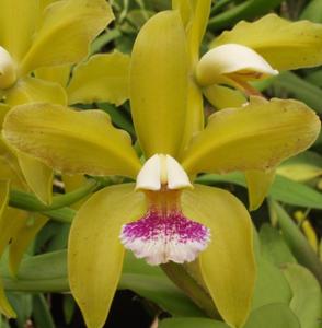 Cattleya granulosa