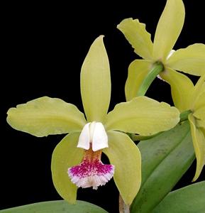 Cattleya granulosa