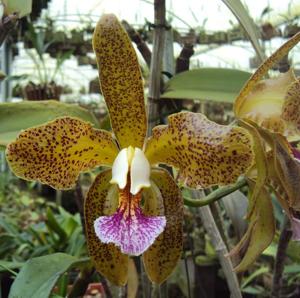 Cattleya granulosa