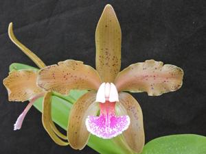 Cattleya granulosa