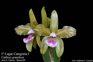 Cattleya granulosa