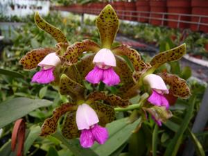 Cattleya guttata