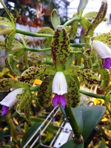 Cattleya guttata