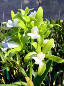 Cattleya guttata