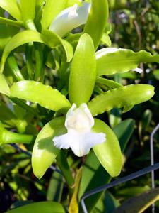 Cattleya guttata