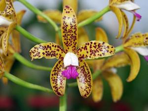 Cattleya guttata