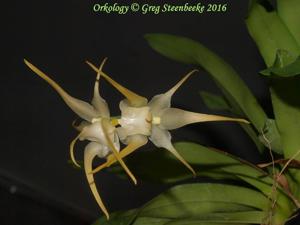 Aeranthes grandiflora