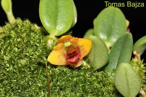 Dendrobium bulbophylloides