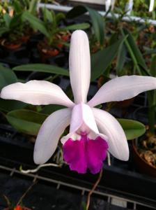 Cattleya intermedia